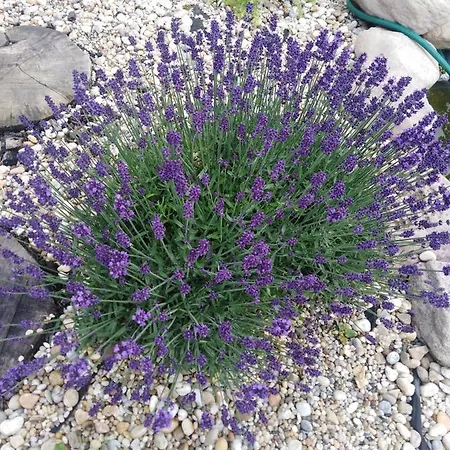 Privat Bajka * Spišské Bystré